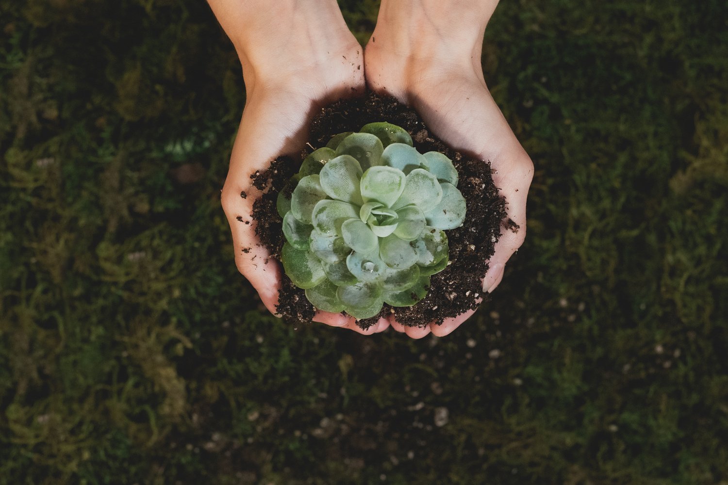 Woman Holding a Succulent Plant